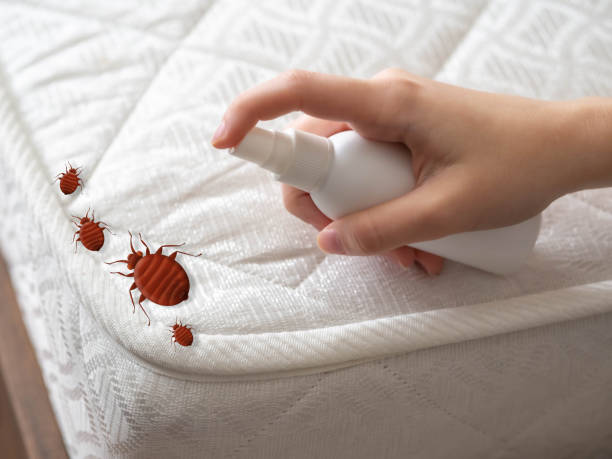 Best Spider Control Near Me  in Barview, OR